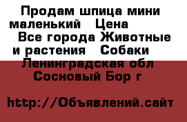 Продам шпица мини маленький › Цена ­ 15 000 - Все города Животные и растения » Собаки   . Ленинградская обл.,Сосновый Бор г.